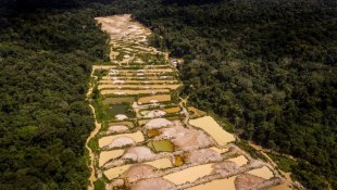 Ouro ilegal de terras indígenas brasileiras é usado por Apple, Google, Microsoft e Amazon